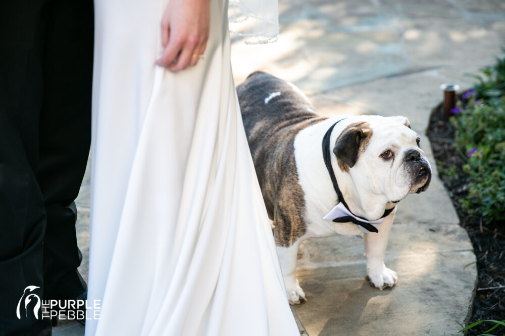 Dog in Wedding Party