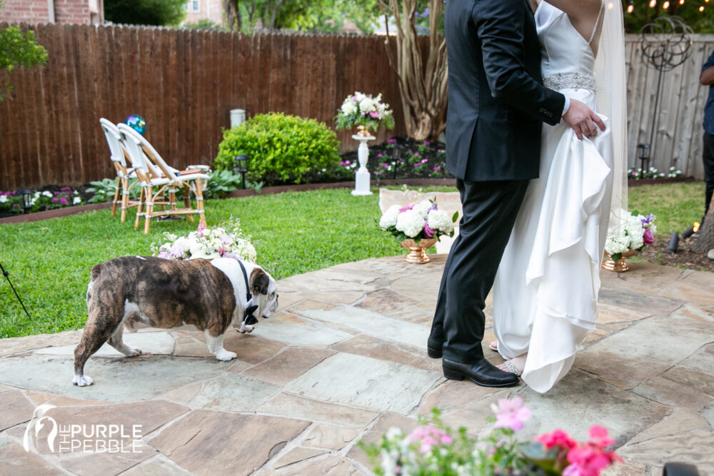 Dogs in Wedding Day