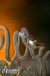 Elegant Wedding Ring Shot